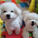 (주)반려동물털로덮인친구들 이미지