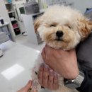 금빛동물병원 이미지