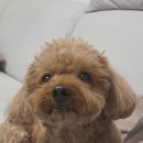 유니온스타 | 하남스타필드 벚꽃 유니온파크 4월4일 벚꽃근황🌸