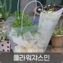 우리꽃집 | 탄방동 꽃집 플라워쟈스민, 반려식물 구입 후기 (어버이날 꽃선물 추천)