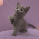 종암34 | 종암고양이분양 새 가족 맞이 성공 후기