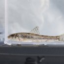 BI.A.BANG37 | 왜매치(Microphysogobio springeri)의 속명 변경