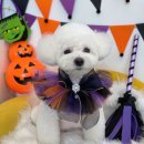 하이슈슈 이미지