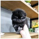 강아지분양 애견입양 아이러브독 인천점 이미지