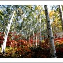 가을 자작나무숲 이미지