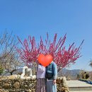 광양 매화축제 축제끝난 다음날 매화마을 다녀온 후기