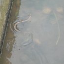 배암농장 이미지