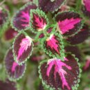 윤가네 칼국수 이미지