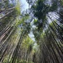 대바람 | [담양 여행] 푸르름이 가득한 전라남도와 담양군의 대표 관광지 죽녹원