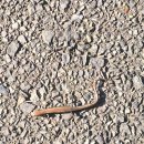 碑-跡 | 2025年 11月 15日 日本 나가사키현 쓰시마섬(対馬島) 히타카츠항(比田勝港)에서 나기사노유 온천(渚の湯...