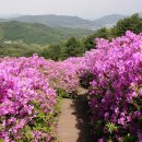 전북 남원 봉화산 철쭉 축제 5월 정기산행안내... 이미지