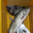 스타바다좌대낚시터 이미지