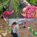 민등농장 | 가볼만한곳, 헤븐온어스 : 딸기체험 + 동물 먹이주기 + 실내 모래놀이까지 , 5.6살 아기랑 주말 방문 후기