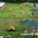 애견운동공원 이미지