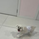 멍그니엘 이미지