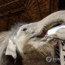 코끼리 이미지