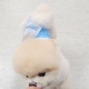 우리집강아지 애견미용 이미지