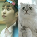 (재업) 내가 사랑하는 고양이인간아이돌 엑소 시우민 (짤많음) - 1탄 이미지
