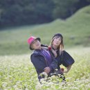 10월15일(수)온세상이 팝콘꽃 하나가득&amp;추정리하얀메밀밭(미드진행) 이미지