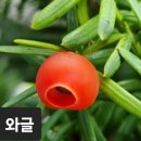 토르소 / 이용식 이미지