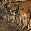 송영신목장 이미지