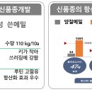 황금미소