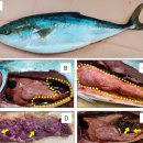 양식 방어의 Mycobacterium pseudoshottsii 이미지