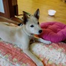 똥강아지 이미지