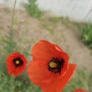 ◈주제별 한자성어(94) 음풍영월(吟風詠月), 달빛과 바람속의 시심(詩心) 이미지