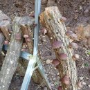 원목농장 이미지