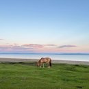 (주)해피여행사 | 🇲🇳 Mongolia_DAY 8~9