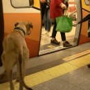 (반려견 이야기) 지하철에서 개를 보고 당국에 신고한 남성 이미지
