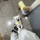 개나리 애견유치원 | 고양 삼송애견유치원 개나리유치원 시범등원 체험후기 🩷