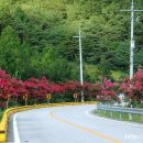 백일홍명품길 이미지