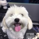 마스터그루밍클럽 이미지