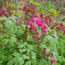 전국야생화전시회 이미지