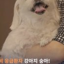 품 동물의료센터 이미지