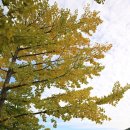 은행나무길 대여소 이미지