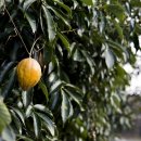 하늘타리 이미지