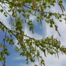 심스캐빈 이미지