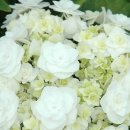 도피오 DOPPIO 이미지