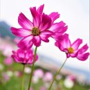 가을소녀 이미지