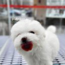 플레이독 이미지