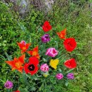 인보목장 이미지