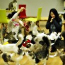 노블캣 | "바보고양이 이벤트(노블캣후원) 진행합니다"