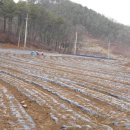 파주유황삼채 이미지