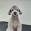 올펫살롱 이미지