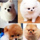 좋은강아지 이미지