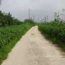 여주-1050 이미지