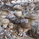 송화농장2 이미지